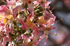 IMG_1869a